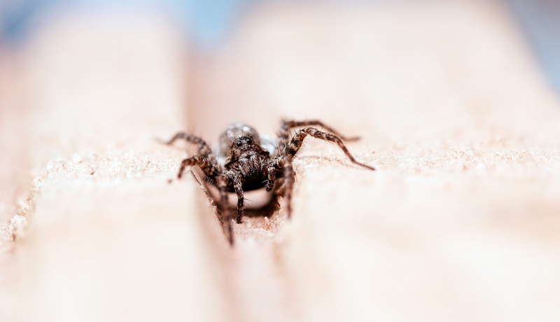 poisonous, canon, canon len, brown, pest, face, arachnid, wildlife, carnivore, animal, small, eye, backgrounds, legs, spider, insect, canon camera, arthropod