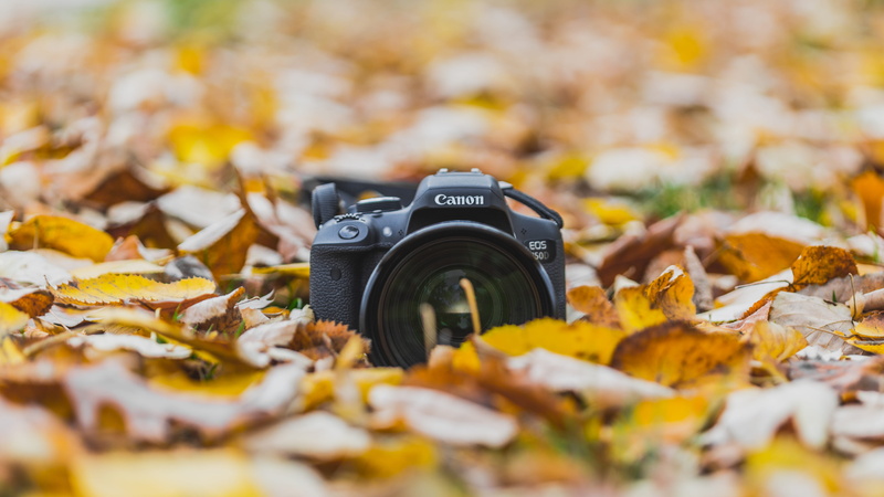 day, nature, digital camera, bucharest, outdoors, change, beauty in nature, leaves, falling, romania, city, warmth, autumn, no people, 4K, photographic equipment