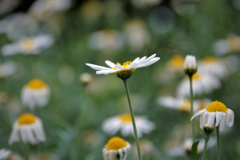 focus on foreground, flowerbed, inflorescence, freshness, flower, plant, daisy, flower head, ornamental garden, close-up, day, fragility, selective focus