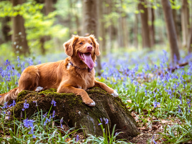 dorking, nature, outdoor, selective focus, pets, bluebelles, walkies, land, animal, wood, animal themes, domestic, forest, mouth open, retriever, surrey hills area of outstanding natural beauty