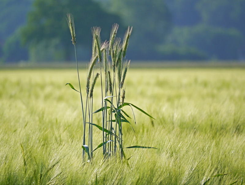 green color, day, plant, rural scene, farm, landscape, focus on foreground, grain, growth, cereals, wheat, rye in barley field, 4K, beauty in nature, outdoors