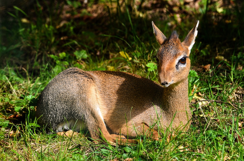 portrait, east africa, vertebrate, small, africa, one animal, kirk-dikdik, mammal, close-up, day, focus, antelope, focus on foreground, animal world, shallow