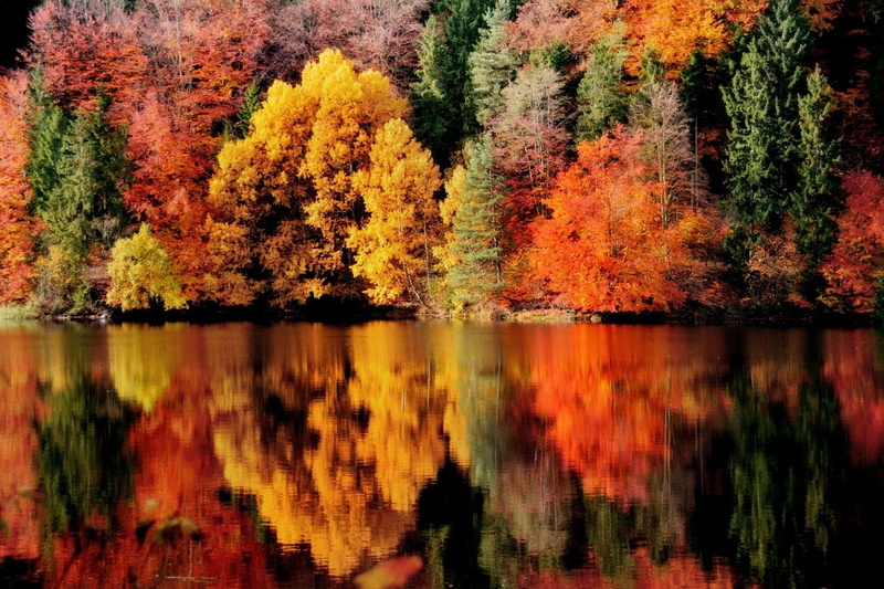 autumn, colorful, outdoors, 720P, Austria, lake, orange, trees, water, no people, tree, reflection, orange color, plant, tranquility, forest, growth, tranquil scene