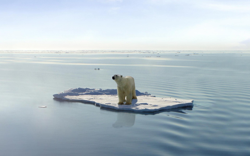 animals, bering, white, 1080P, sea, snow, winter, surffing
