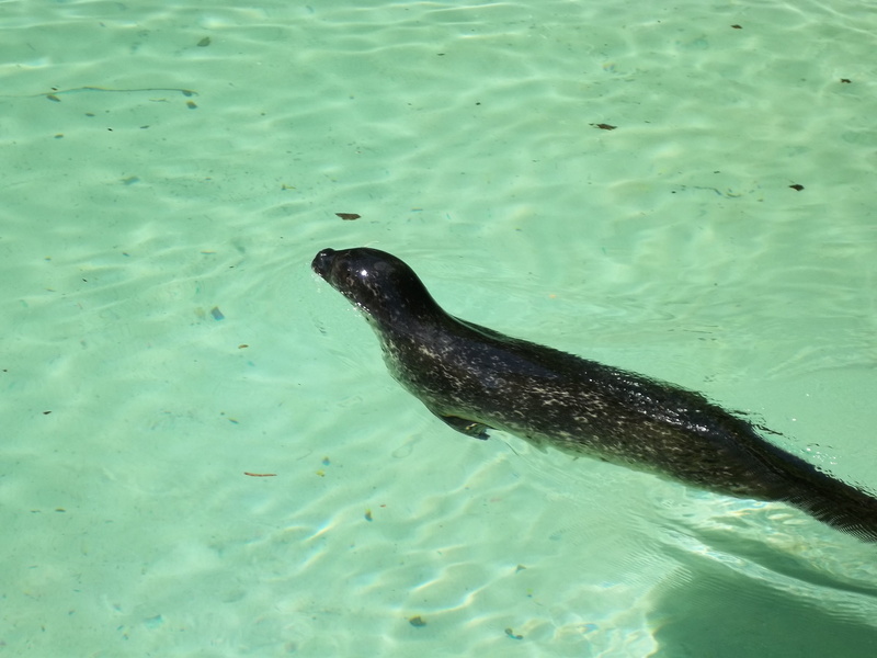 mammal, underwater, day, fins, animal head, aquatic, vertebrate, pacific, otariid, pinniped, marin, nature, animal, animals in the wild, animal wildlife