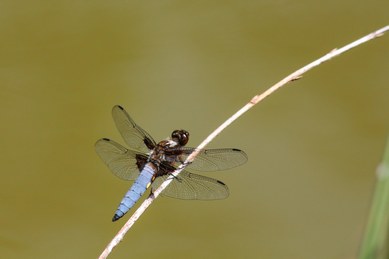 animal, beauty in nature, close-up, animal wing, 4K, natural condition, flight insect, animal eye, blue dragonfly, animal body part, dragonfly, animals in the wild