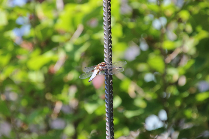 no people, 5K, outdoors, invertebrate, close-up, animal themes, animals in the wild, animal wildlife, day, flat belly dragonfly, nature, one animal, animal world