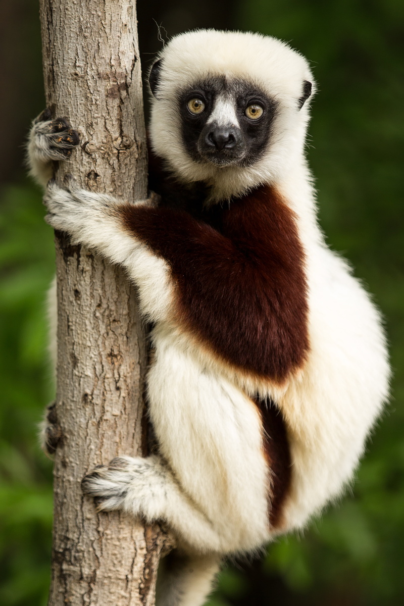 lemur, animal themes, sifaka, outdoors, sitting, plant, close-up, one animal, propitheus, north carolina, coquerels sifaka, trunk, animals in the wild