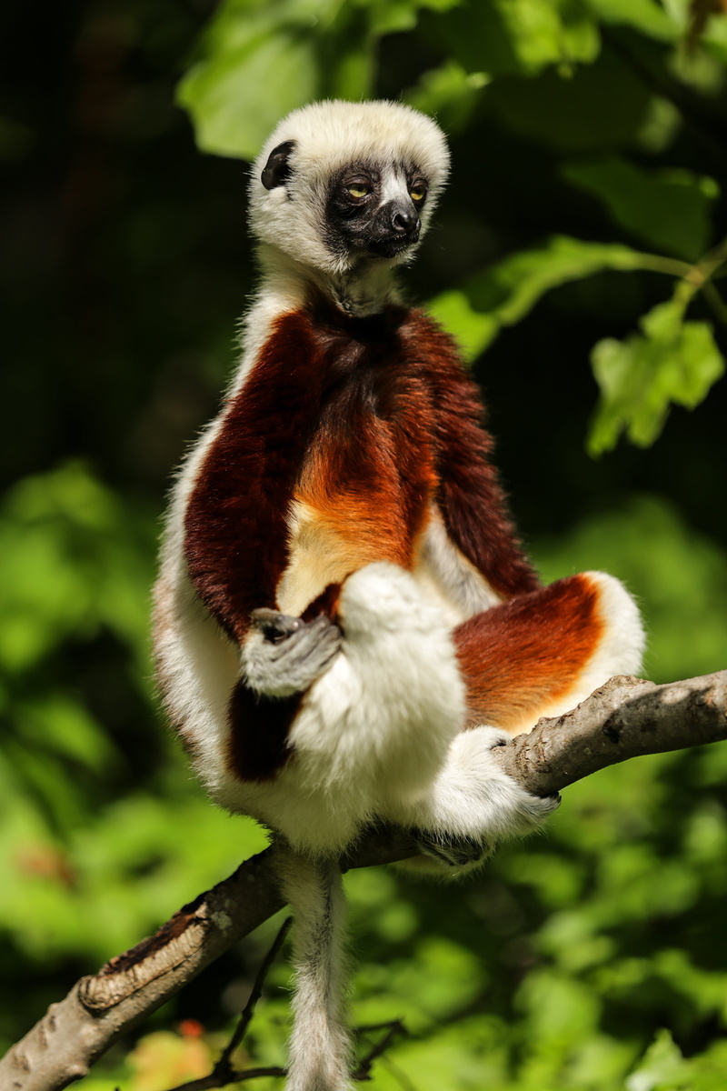 vertebrate, lemur, tree, wildlife, mammal, durham, 5K, coquerels sifaka, one animal, animal wildlife, north carolina, madagascar, plant, day, primate