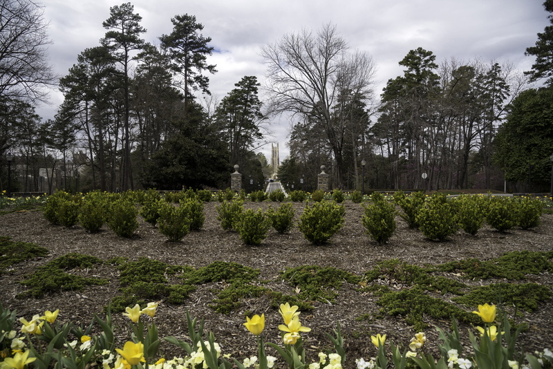 public domain, flowerbed, Center, growth, freshness, cloud - sky, land, beauty in nature, day, photos, Circle, field, tranquil scene, flowering plant, duke