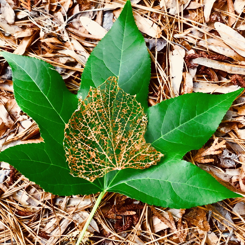 beauty in nature, growth, outdoors, leaf vein, day, dead leaf, field, plant, brown, close-up, nature, united states, green color, leaf, eaten, directly above