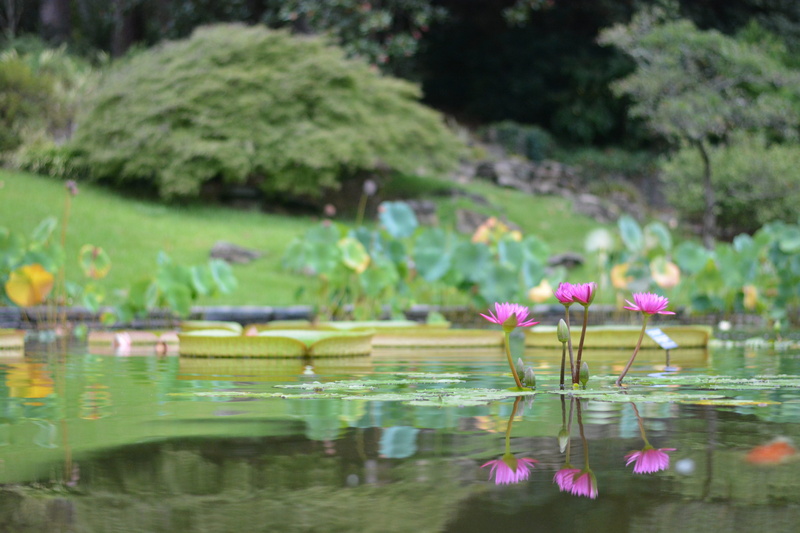 flowers, reflection, leaf, water, outdoors, freshness, beauty in nature, plant part, floating on water, durham, sarah p. duke gardens, flower, pink color