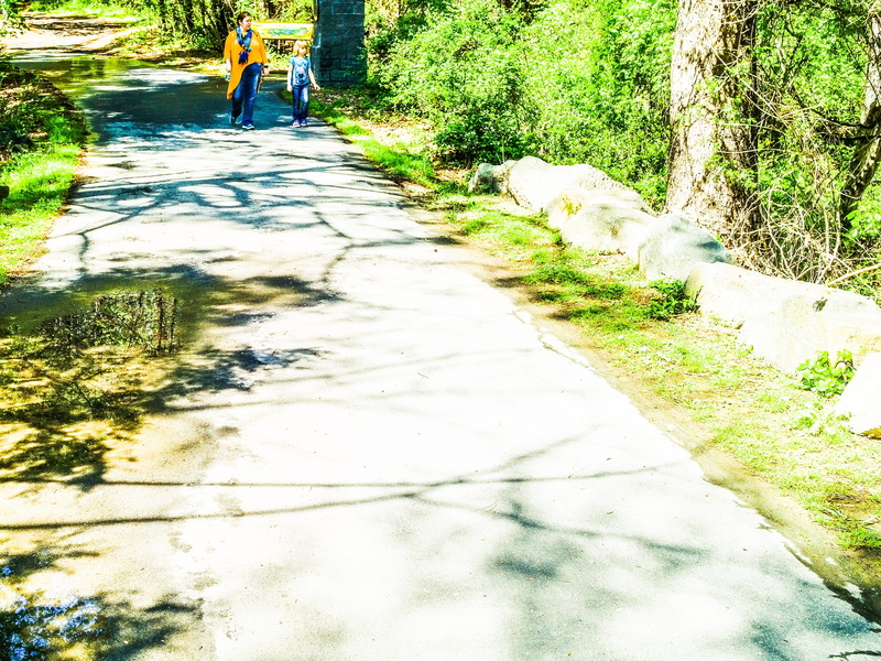 domestic, day, rear view, 4K, canine, one person, domestic animals, dog, museum of life and science, durham, nature, one animal, vertebrate, walking, walkway