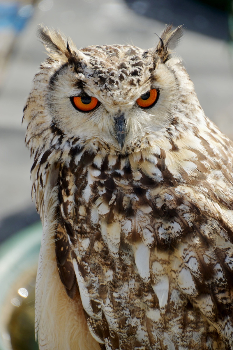 nocturne, day, animal wildlife, animal eye, predator, mouth open, animal body part, beak, bird of prey, plumage, animal themes, hulotte, one animal, 2K