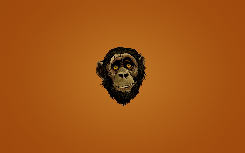 monkey, animal body part, no people, studio shot, animal wildlife, mammal, vertebrate, indoors, portrait, animal head, one animal, copy space