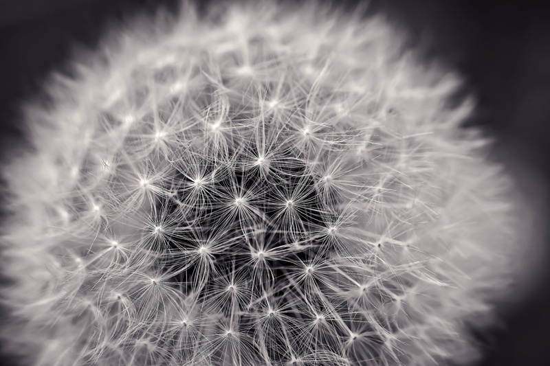 bloom, vulnerability, meadow, soft focus, dandelion seed, growth, focus on foreground, white, tender, spores, close-up, inflorescence, sw, macro, no people