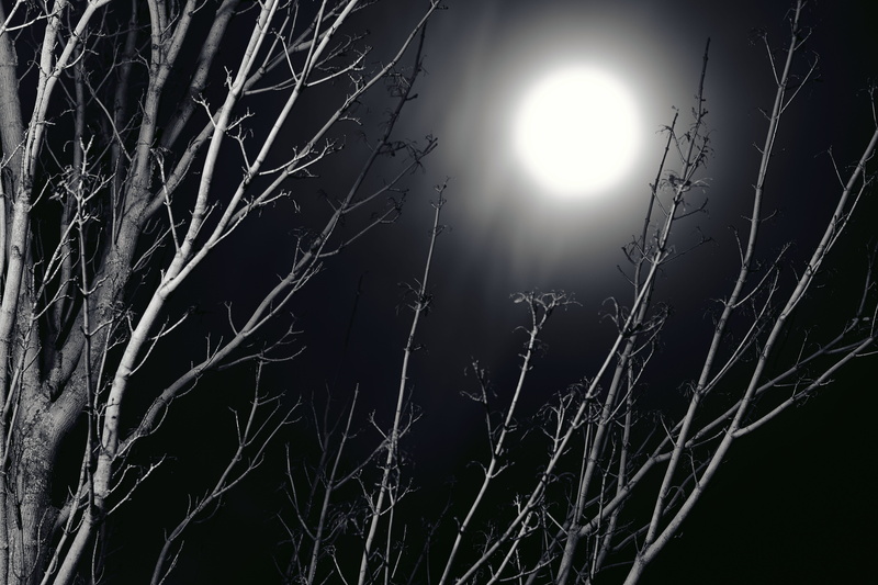 no people, tree, illuminated, shadow, 4K, growth, durham university, nature, bright, moonlight, plant, mist, moon, night, full moon, outdoors, united kingdom