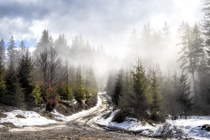 non-urban scene, mood, forest, snowy, nature, tranquility, pine tree, transylvania, land, day, misty, cold temperature, fog, snow, high mountains, tranquil scene