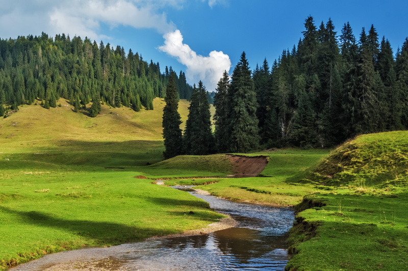 cloud - sky, 5K, woodland, rumania, coniferous tree, field, beauty in nature, sky, forest, land, nature, non-urban scene, stream - flowing water, plant