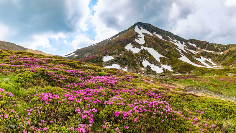 spring, wilderness, summer plants, tranquility, landscape, flower, rumania, no people, environment, rural landscape, nature, mountain landscape, flowers