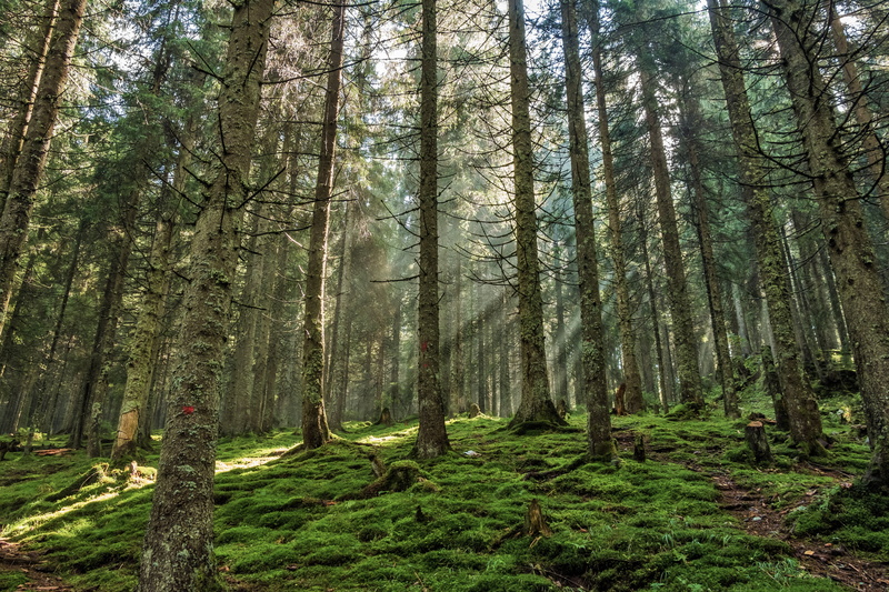 forest, tranquil scene, beauty in nature, woodland, transylvania, light and shadow, trees, outdoors, nature, rumania, non-urban scene, tree trunk, wood