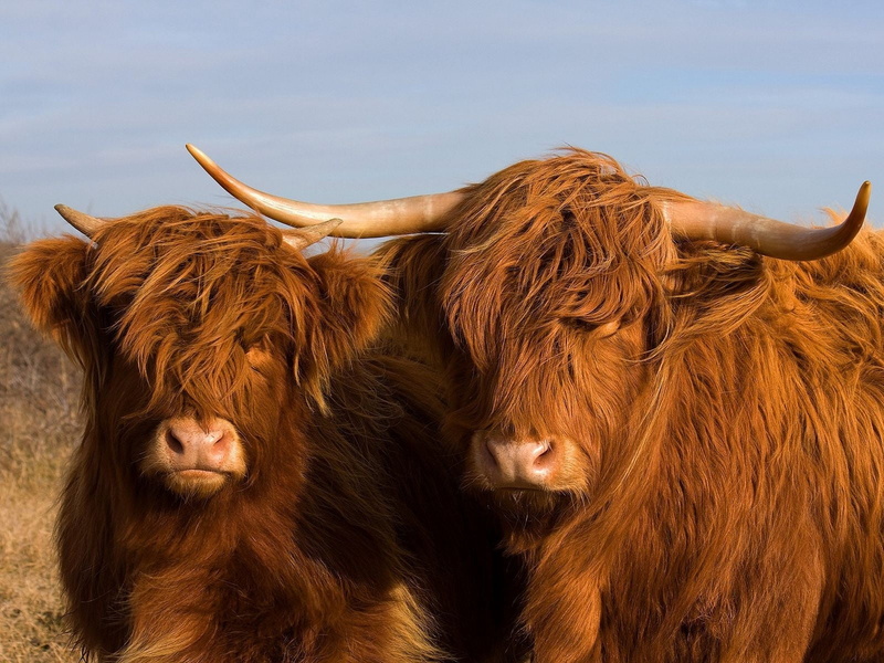 horns, animal family, couple, nature, brown, no people, 720P, vertebrate, pets, domestic Animals, outdoors, livestock, animal hair, bulls, domestic, bull - Animal