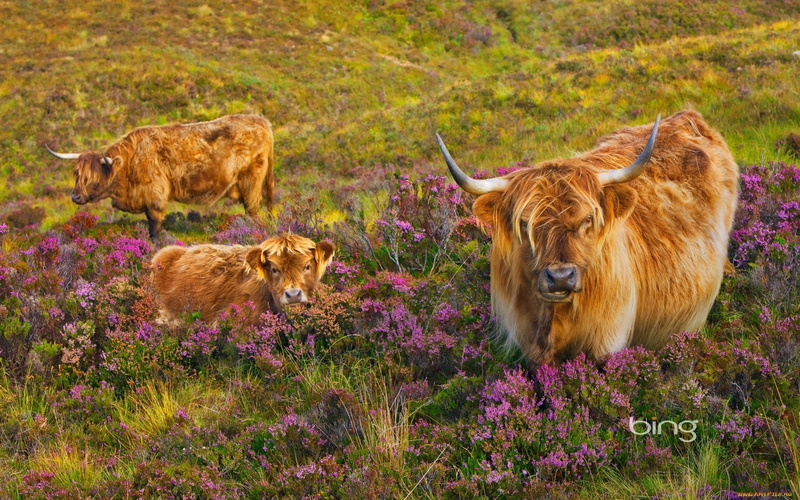 brown, mammal, 1080P, domestic animals, vertebrate, livestock, horned, no people, field, animal wildlife, group of animals, Cow, plant, herbivorous, cattle