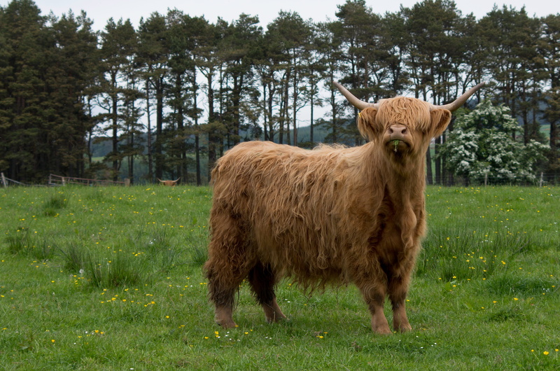 domestic cattle, standing, highland beef, Fur, domestic, one animal, animal hair, outdoors, land, animal themes, meadow, Highland, cattle, stylish, field