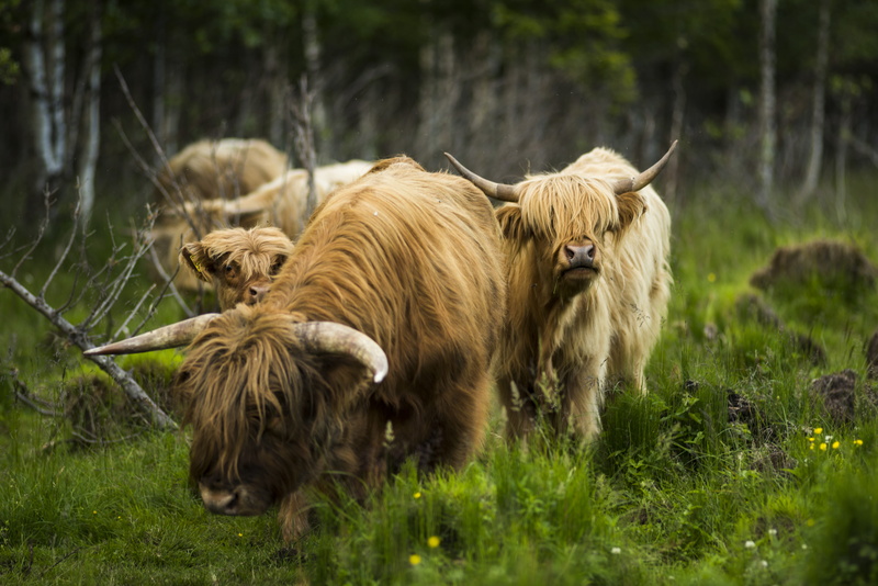mammal, outdoors, livestock, vertebrate, animal, pets, 5K, field, animal themes, four, no people, horned, cow, domestic animals, animals, animal hair