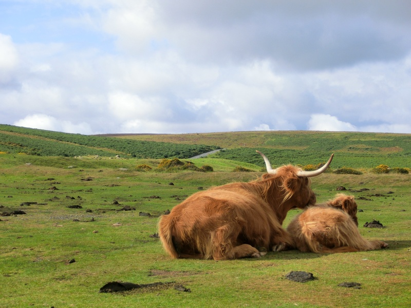 cow, herbivorous, united kingdom, landscape, cows, devon, animal wildlife, animal themes, animal, dartmoor, cloud - sky, calf, mammal, grass, daytime, scottish hochlandrind