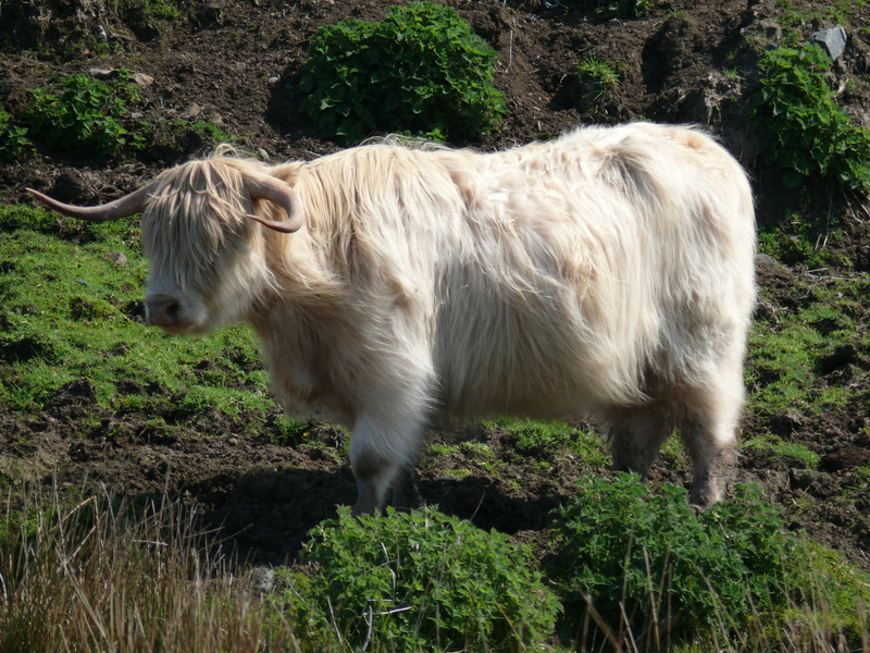 mammal, horned, animal wildlife, plant, nature, land, animal hair, standing, 2K, steer, tree, cows, cattle, one animal, animal, day, outdoors, herbivorous