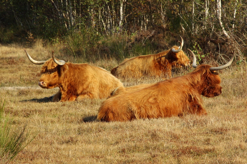 domestic cattle, plant, Beef, no people, animal wildlife, Highland, scotland, animal themes, highlander, highland beef, scottish hochlandrind, cattle, outdoors