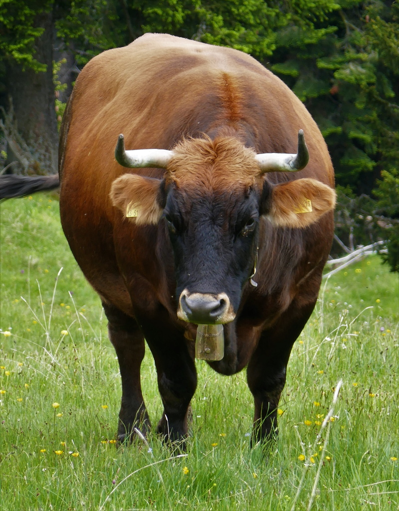 domestic, grass, animal wildlife, brown swiss, animal, meadow, vertebrate, Beef, highland beef, horns, cattle, horned, Milk, alpine, field, 4K, organic beef
