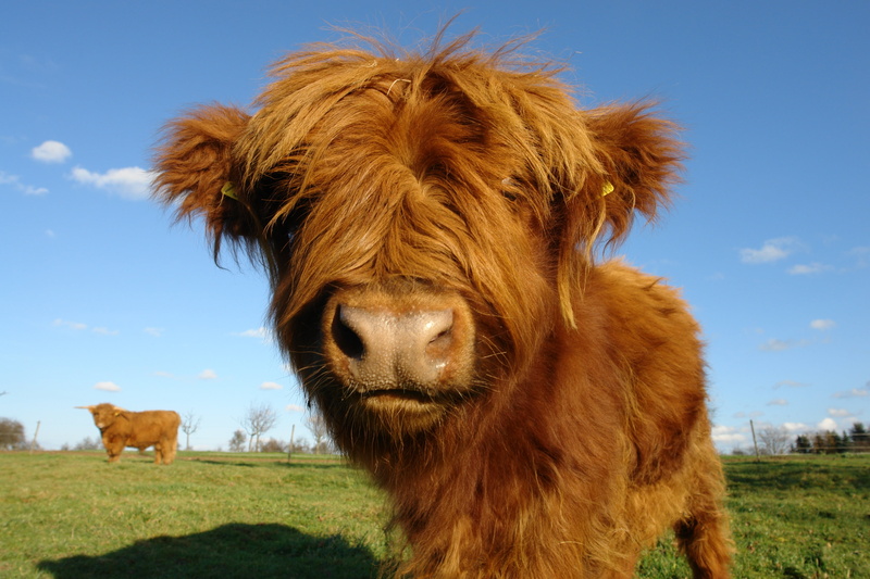 shaggy, outdoors, in the, livestock, vertebrate, land, mammal, long haired, domestic cattle, animal hair, plant, day, animal themes, scottish highland cow