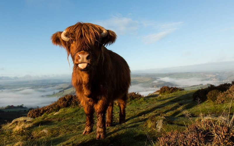 cattle, horned, rural Scene, looking, field, mountain, no People, yak, domestic animals, 720P, one animal, outdoors, domestic, highland cattle, animal