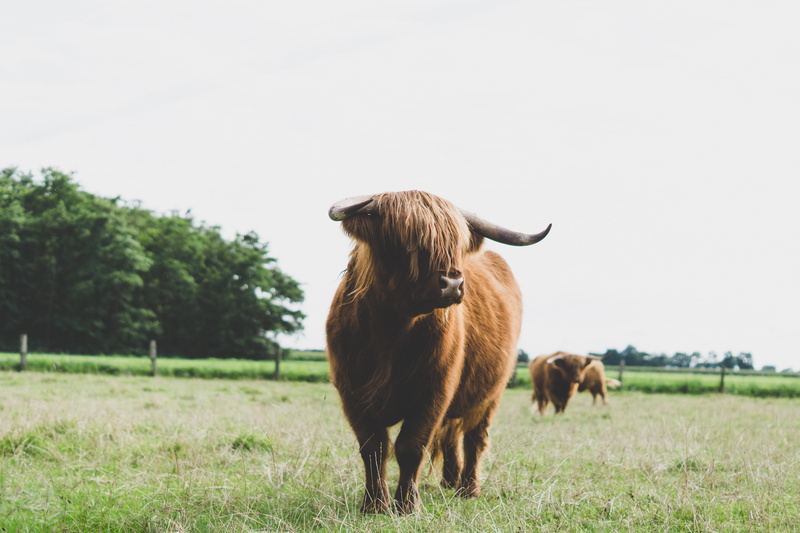 no people, rind, cattle, plant, highland cattle, domestic cattle, brown, domestic, photo, highland cow, group of animals, grass, herbivorous, livestock