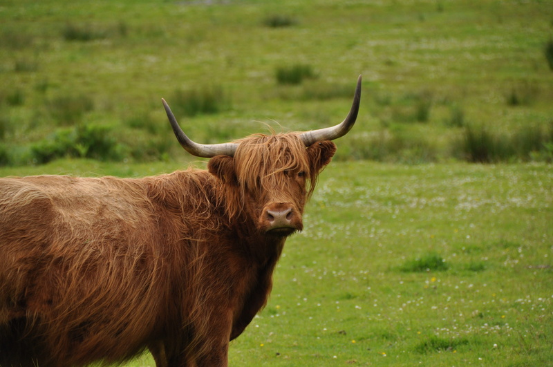 pets, brown, animal, animal themes, 4K, vertebrate, scotland, highlander, cow, herbivorous, highland cattle, land, grass, cattle, domestic animals, animal wildlife