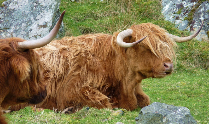 beef, 4K, pasture, funny, field, nature, cows, hair, agriculture, farm, livestock, animal head, grass, landscape, brown, highland beef, mammal, vertebrate