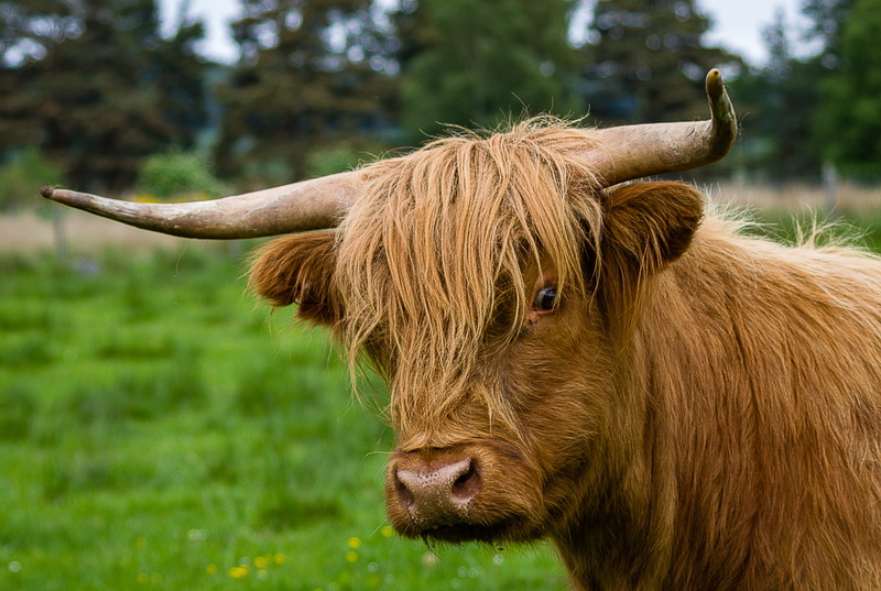 scottish hochlandrind, vertebrate, one animal, beef, outdoors, animal wildlife, herbivorous, highland beef, domestic animals, race, animal themes, grass