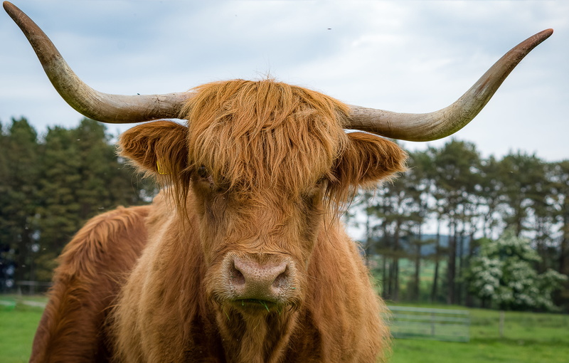 pets, highlands and islands, highland beef, animal wildlife, plant, cow, grass, no people, shaggy, nature, mammal, 4K, animal hair, animal, race, field