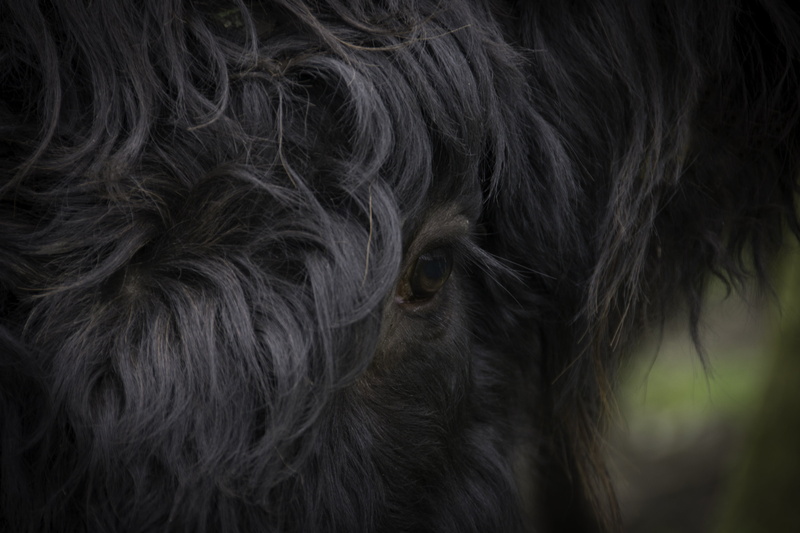 animal, eye, hairstyle, animal hair, pets, scottish highlanders, animal themes, cattle, looking at camera, highlander, domestic animals, scottish, animal body part