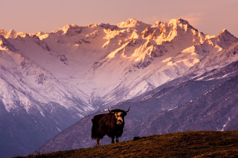 bull, china, cow, 1080P, mountain, tibet, yak