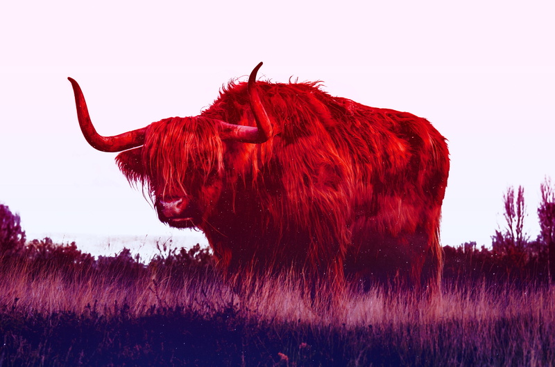 4K, yaks, digital art