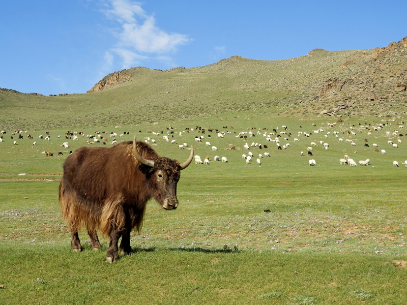 summer, livestock, land, environment, flock, alpine meadow, mountains, wool, cattle, herbivorous, herd, landscape, animal wildlife, nature, sheep, grass