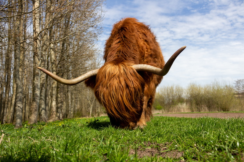 hairy, herbivorous, pasture, fall, landscape, vertebrate, one animal, mammal, animal head, park, brown, environment, netherlands, animal, highland cattle