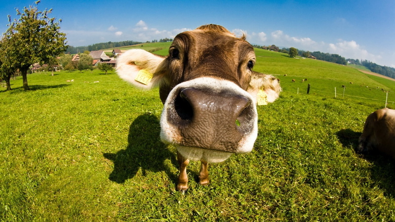 looking at camera, no people, animals, cow, livestock, animal themes, domestic cattle, grass, field, nature, domestic animals, animal, vertebrate, herbivorous
