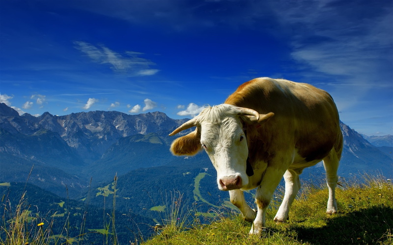 animals, herbivorous, mountains, cattle, cloud - sky, nature, domestic animals, pets, mammal, cow, animal themes, field, land, landscape, animal, domestic