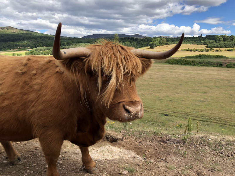sky, one animal, outdoors, day, horned, livestock, inverness, domestic cattle, 4K, highland cattle, united kingdom, scotland coo cow cattle, herbivorous