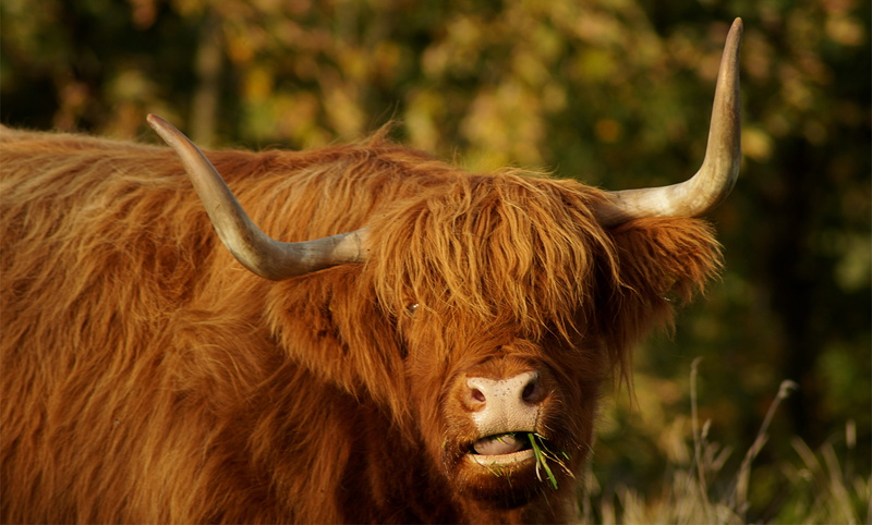 highland beef, sock, livestock, bull, outdoors, domestic, herbivorous, cattle, portrait, beef, highland-rinder, highlands, pasture, scottish hochlandrind