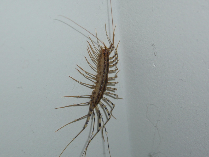 weirdest, thing, gross, 2K, looking, 3d and abstract, bug